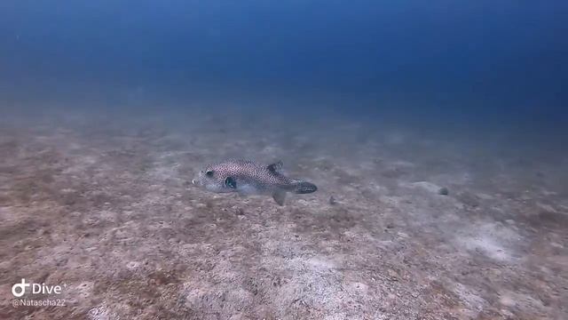 Inch 2 and Hole in the Wall - Sandy Beach, Fujairah смотреть онлайн