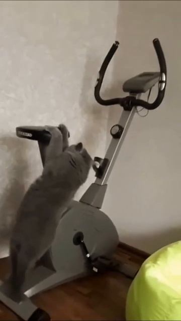 Котик пытается похудеть смотреть онлайн