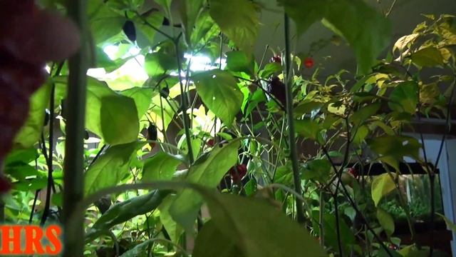 ⟹ SRTSL Pepper | Capsicum chinense | Sara Ragoonan Trinidad Scorpion Long смотреть онлайн