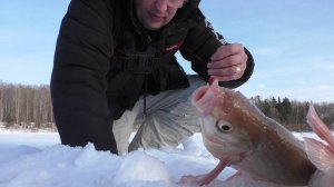 Язи кабаны давят кивки ! Рыбалка в низовьях Чулыма !