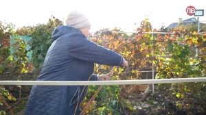 Передача про дачу с Сергеем Глазиновым у Людмилы Дорофеевой. Тёплая грядка и обрезка винограда