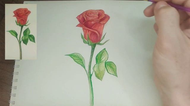 Қызыл роза гүл . Бейнелейміз. смотреть онлайн