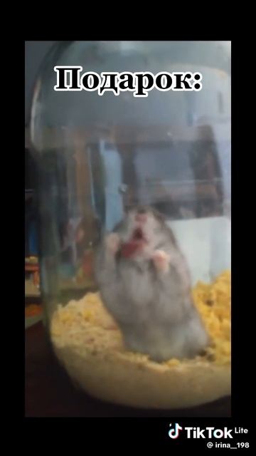 5f3ad6c8a8a5743ccc9414d03abff9b2_1740486563566.mp4