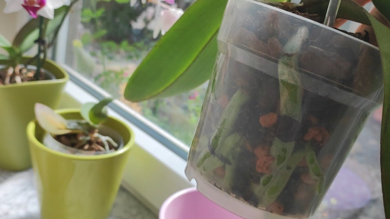 Как не поливать орхидею месяц?