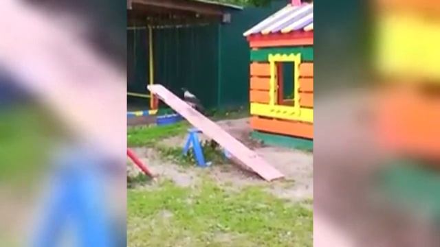 Ганноверский конь! смотреть онлайн