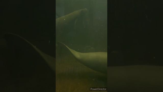 Acuario смотреть онлайн
