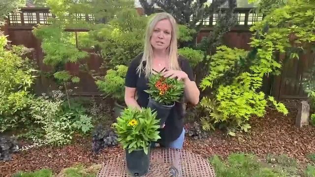 Helenium Hayday™ Series