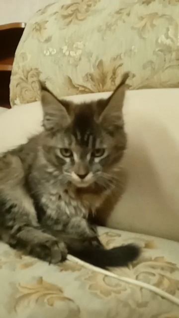 мейн-кун смотреть онлайн