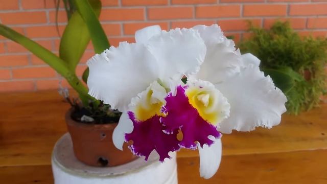 Cattleya Hibrida смотреть онлайн