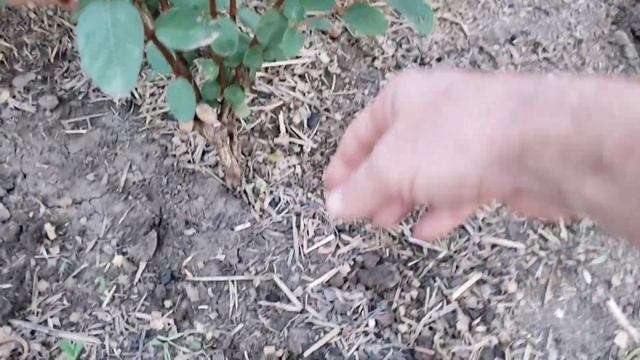 Размножаю жимолость. Начало эксперимента 23 июня 2024г. смотреть онлайн