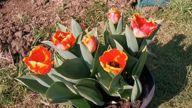 Tulip Banja Luka, One Of The Most Outstanding Variegated Tulip