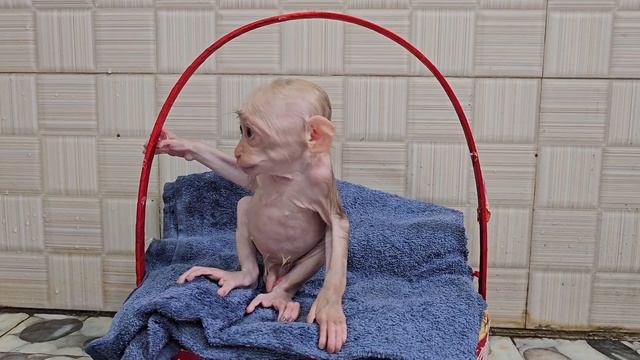 Baby Monkey Su receives special care from his mother to treat fungus смотреть онлайн