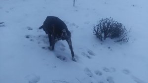 Пёс 1 сезон 7 серия