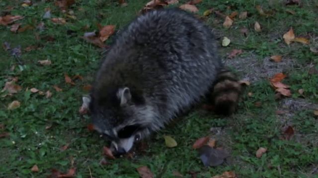 Кроха енот (Raccoon) смотреть онлайн