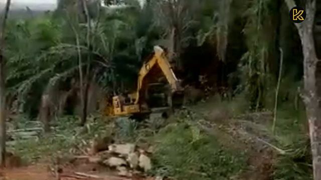 Aksi Alat Berat CV. AAL Replanting Areal Perkebunan Kelapa Sawit Di Bengkulu