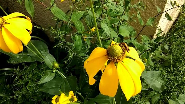 Attack Of The Yellow Coneflower
