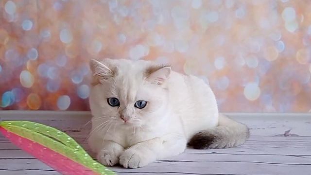 Милый британский котик