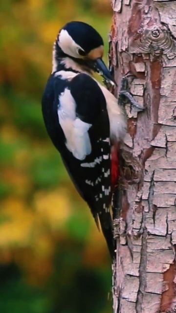 Пестрый дятел (самка) / Spotted woodpecker (female)#Shorts смотреть онлайн