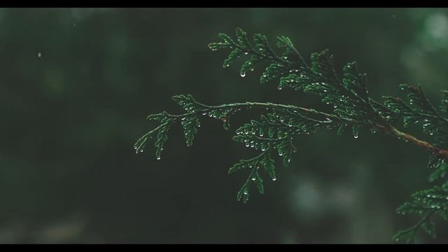Fall asleep instantly and relax with the sound of rain in the forest смотреть онлайн