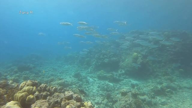 Red sea, La Plage, Jeddah, Saudi Arabia 2019 смотреть онлайн