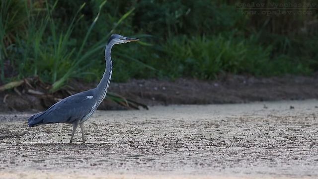 Цапля у пруда смотреть онлайн