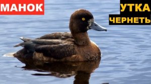 🔊ЗВУК (ГОЛОС) УТКА ЧЕРНЕТЬ 2