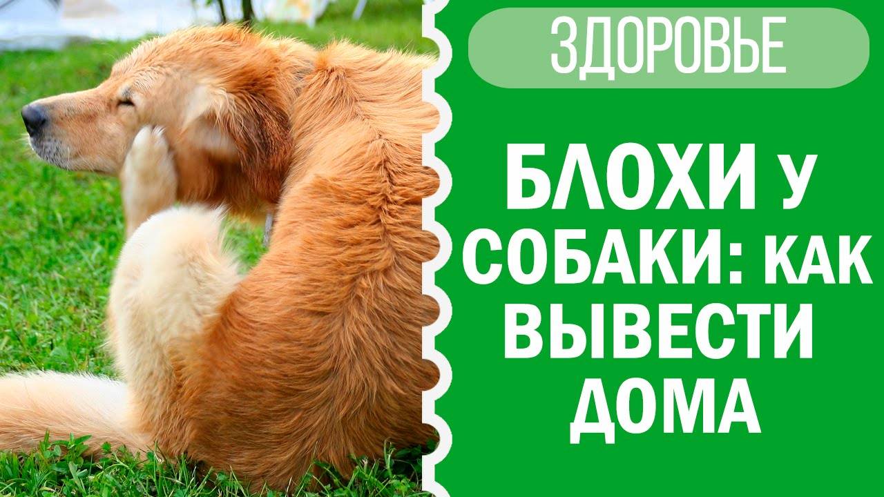 Как вывести блох у собаки дома? Советы от Софи 🐶💡 смотреть онлайн
