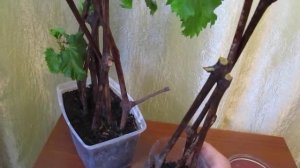 КАК УКОРЕНИТЬ ЧЕРЕНКИ ВИНОГРАДА.100% СУПЕР СПОСОБ ХОРОШЕГО УКОРЕНЕНИЯ ЧЕРЕНКОВ ВИНОГРАДА.