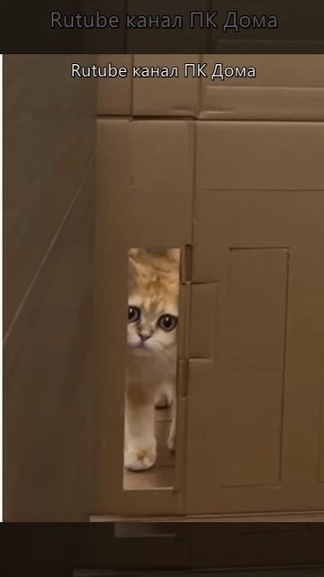 Кот смотреть онлайн