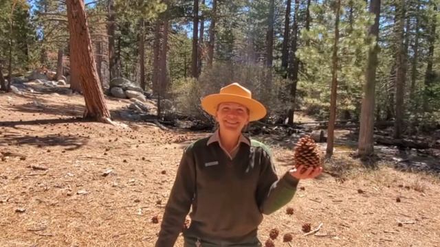 Conifers Of Long Valley: Jeffrey Pine