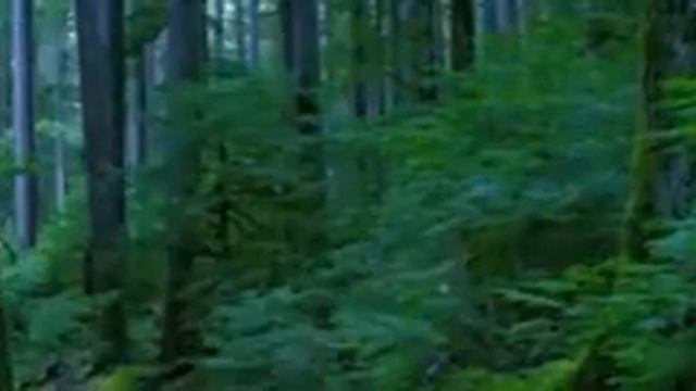 Raindrops смотреть онлайн