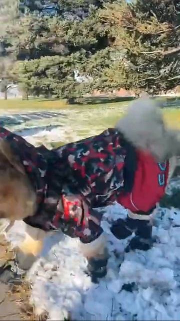 Красавчик😺 #животные #милота #шлепа #пес #собака смотреть онлайн