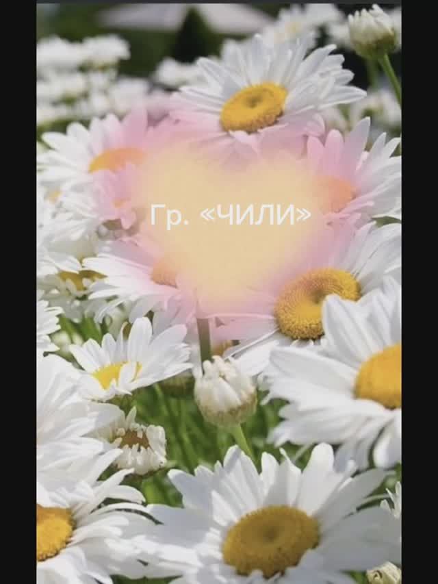 Чили «Ромашковое поле» смотреть онлайн