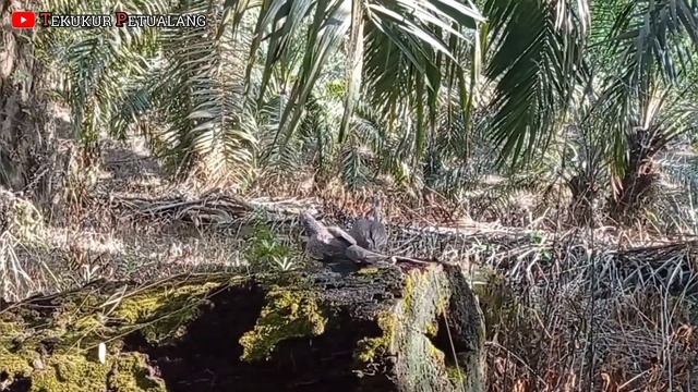 Pasti Dapat...! Mikat Tekukur Diatas Pohon Tumbang смотреть онлайн