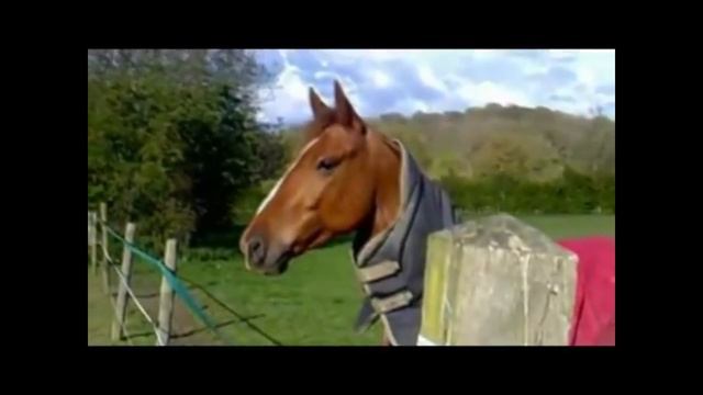 ржание коней смотреть онлайн