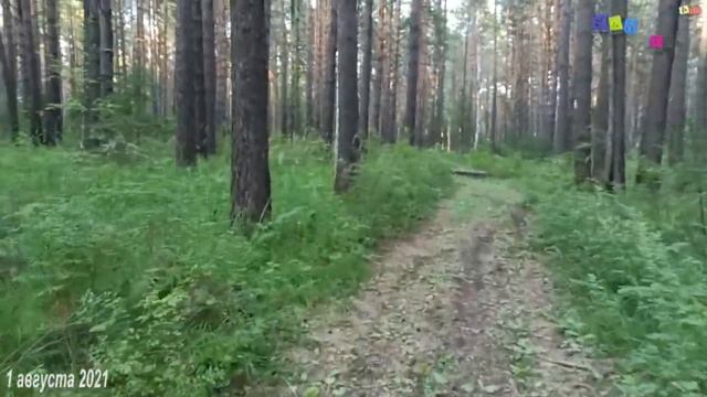 1 августа. Прогулка в лес. смотреть онлайн