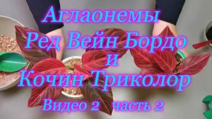 Аглаонемы Ред Вейн Бордо и Кочин триколор из листа ,а также про уход и полив Видео 2 часть 2
