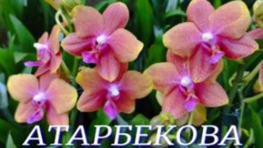 №1033/ БОЛЬШАЯ поставка ОРХИДЕЙ к 8 МАРТА в с/ц на АТАРБЕКОВА смотреть онлайн