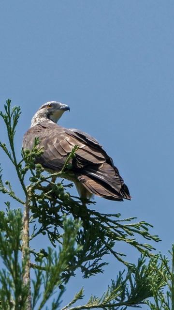 🐦【鳥図鑑】🐦ハチクマ（281） Oriental honey-buzzard смотреть онлайн