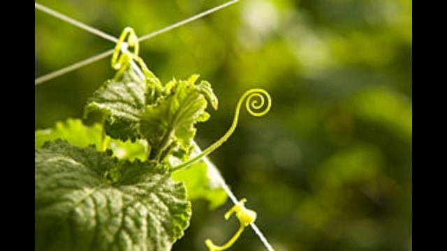 Типы стеблей по росту: изучаем реальный мир смотреть онлайн