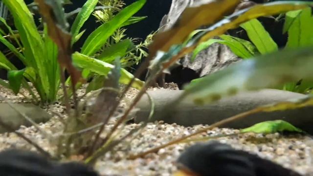 Rabbit Snails in the 125 Gallon Community Tank смотреть онлайн