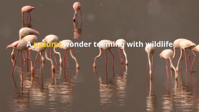 Experience the Ultimate 7-Day Tanzania Safari Adventure | VisitTanzania4Less.com смотреть онлайн