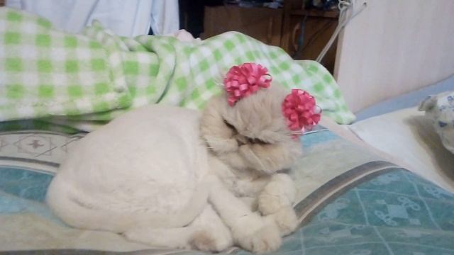 Агата с бантиками