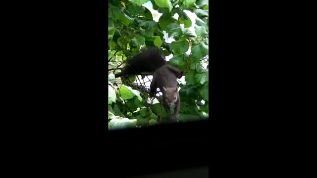 Roger the squirrell repack - (almost) original audio смотреть онлайн