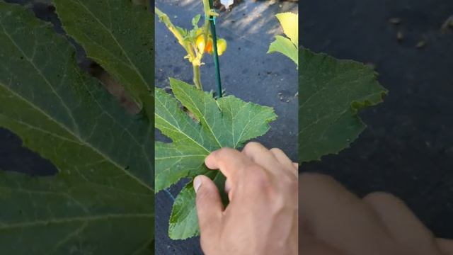 Found squash bugs eggs underneath my squash plant leaves!! #squash #bugs смотреть онлайн