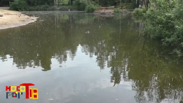 Лето в лесу. Белочки, птицы и Чудик смотреть онлайн