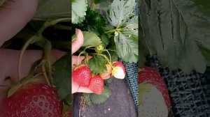 Сорт клубники КСД Верона - урожайный и вкусный любимчик