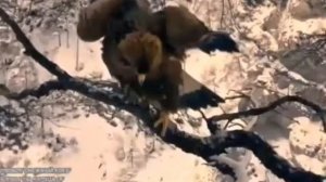 Кто летал тот поймёт. Песня про орла