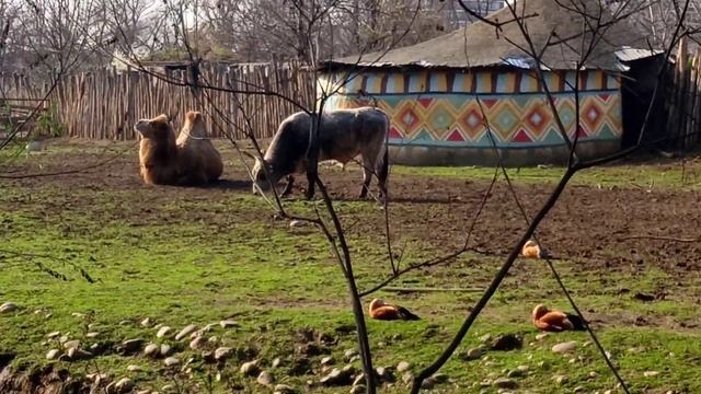 верблюд смотреть онлайн
