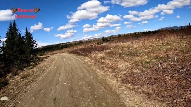 Moosehorn hunting in spring 2024 смотреть онлайн